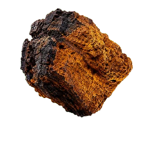 Chaga