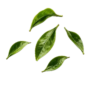 L-Theanine
