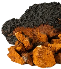 Chaga