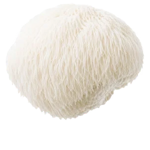 Lion's Mane