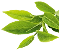 L-Theanine